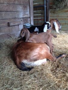 How to Make Money on a Goat Farm (Or Not) Image